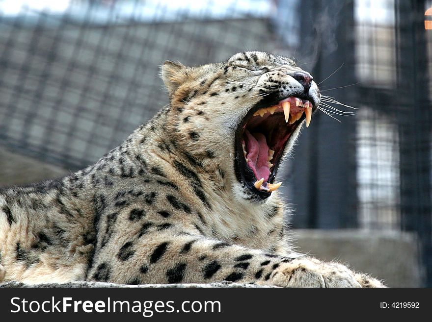 The Snow Leopard from Moscow Zoo