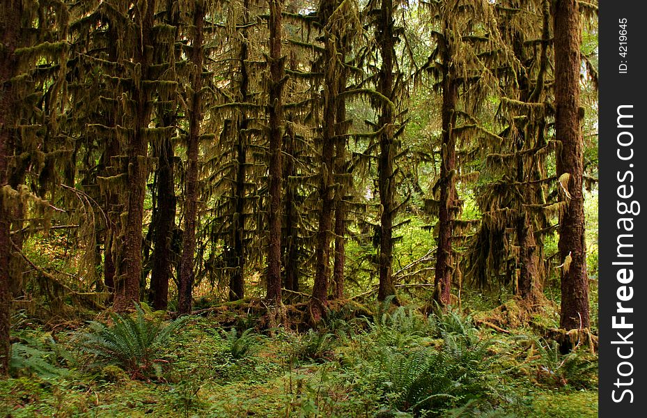 Temperate rain forest in the Olympic National Park