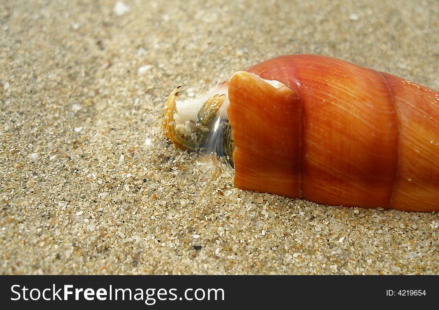 Small crab and his home. Small crab and his home.