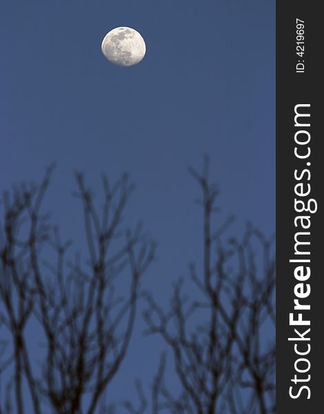 Moon And Trees