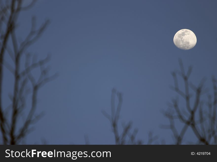 The moon and shadowy trees. The moon and shadowy trees