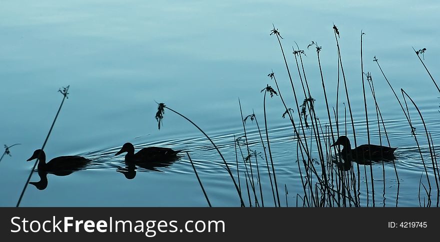 Three silhouetted ducks floating on blue background. Three silhouetted ducks floating on blue background