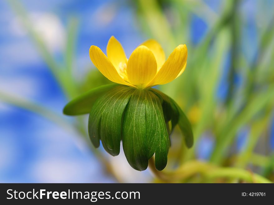 Yellow aconite flower with blur background