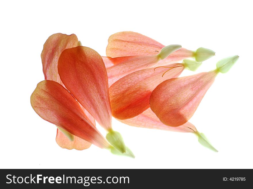 Red petals on white background