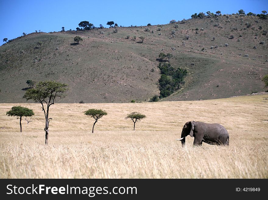Landscape of elephant walking through the grass in the Masai Mara Reserve (Kenya)
