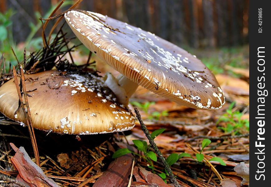 Mushrooms, toadstool, fungus, autumn, nature