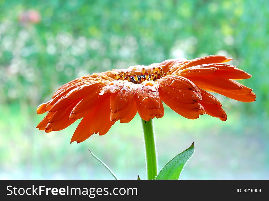 Water drop on orange daisy flower. Water drop on orange daisy flower