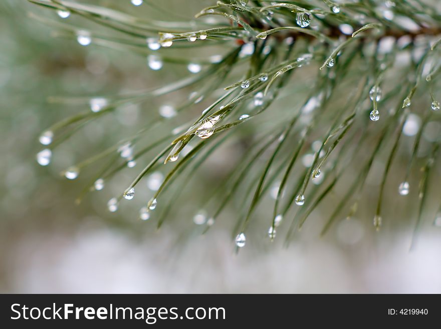 Branch of a pine with drops. Green.