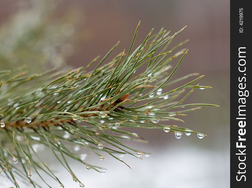 Branch of a pine with drops. Green.