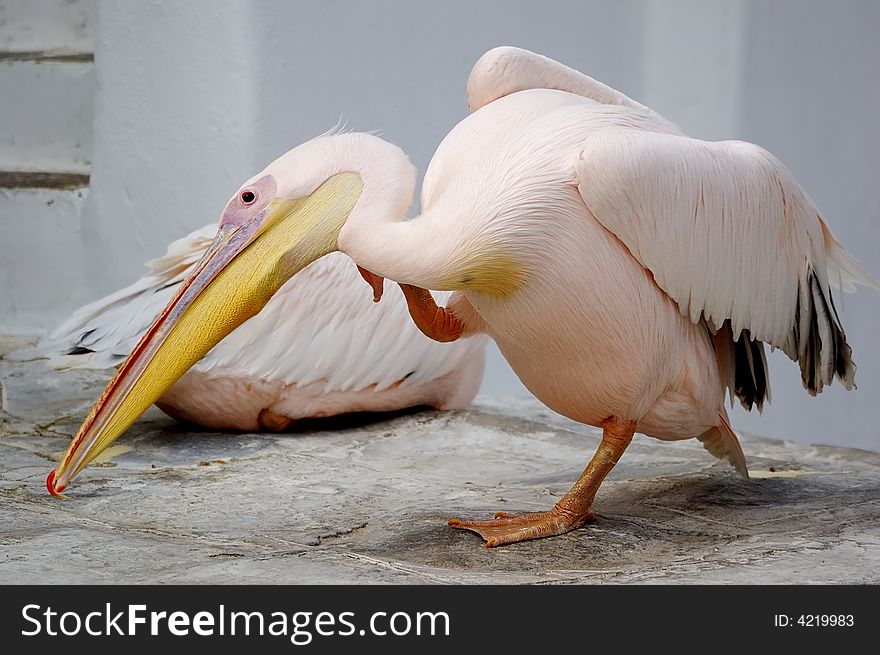 Pink pelican standing on one leg. Pink pelican standing on one leg