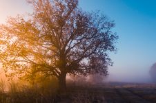 Autumn Landscape, Trees In The Mist At Dawn Stock Photography