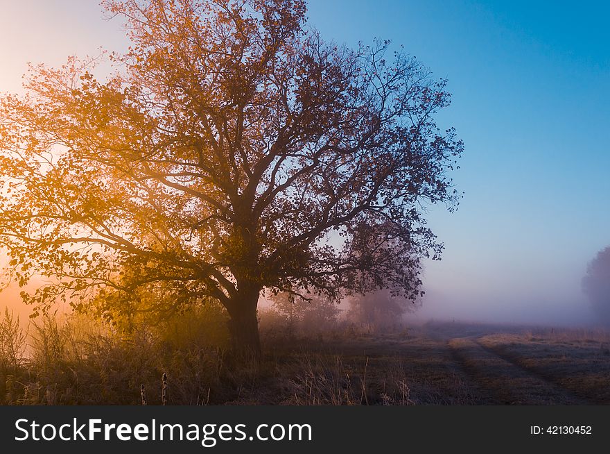 Autumn landscape, trees in the mist at dawn.