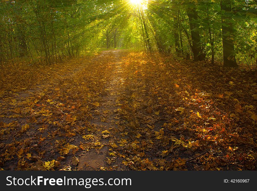 View On Autumn Landscape Of Trees In Sunny Day