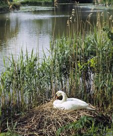 Nesting Swan Stock Photos Nesting Swan Stock Photos