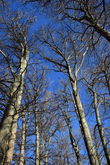 Tall Trees Royalty Free Stock Photo Tall Trees Royalty Free Stock Photo