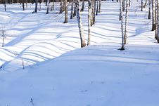 Shadows Of Trees Royalty Free Stock Images Shadows Of Trees Royalty Free Stock Images