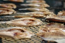Drying Fish Stock Photo Drying Fish Stock Photo