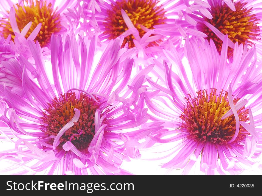 Colorful pink aster flowers on light box