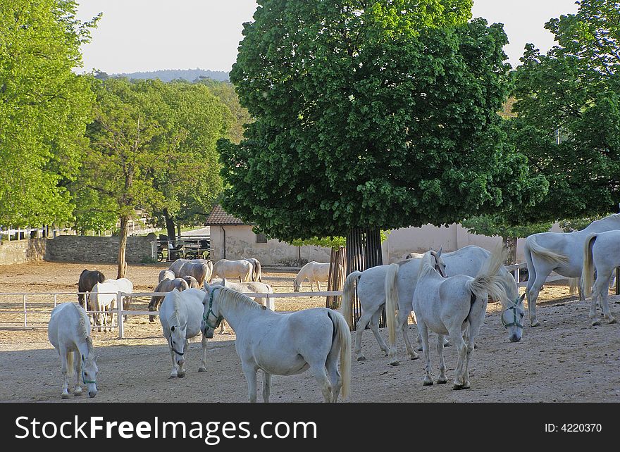 Heard of white Lipicaner horses, spring afternoon light, chesnut trees in bloom background. Heard of white Lipicaner horses, spring afternoon light, chesnut trees in bloom background