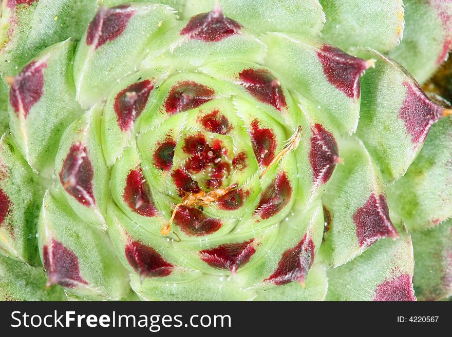 Macro photo of green and red succulent