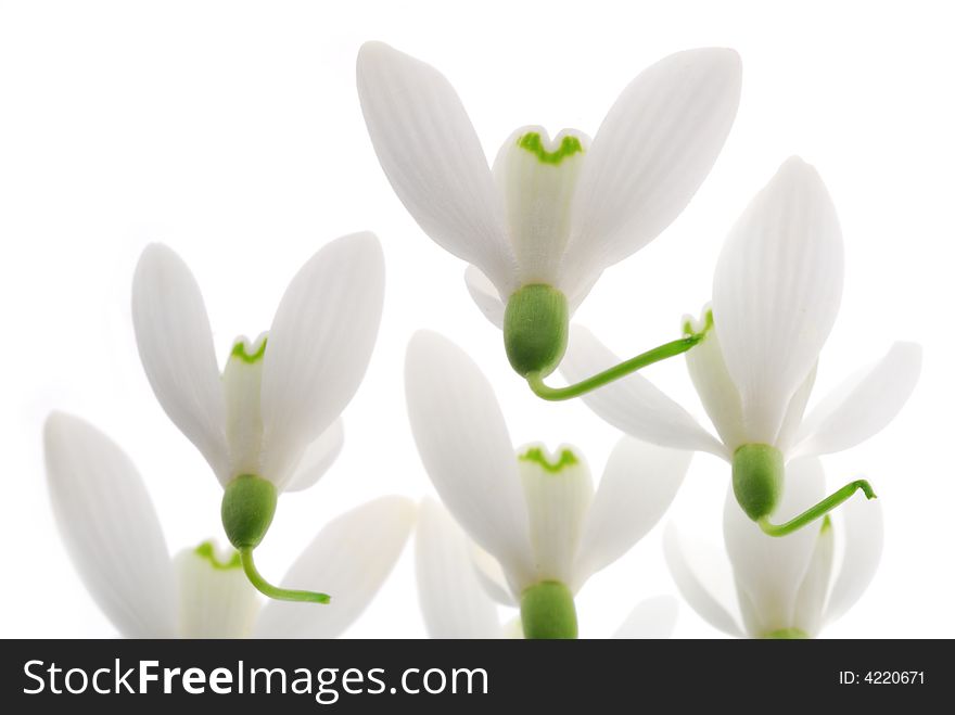 White snowdrop flowers on light box