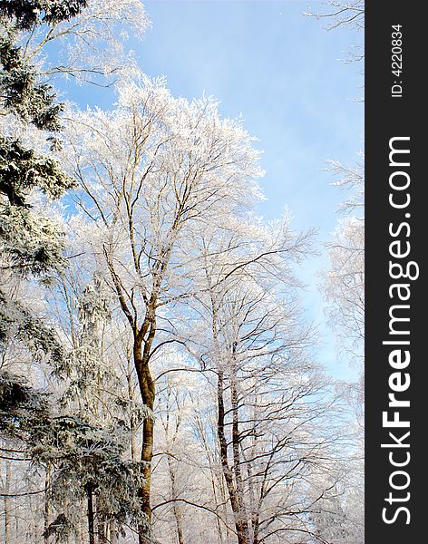 Trees with rime in the winter sun. Trees with rime in the winter sun