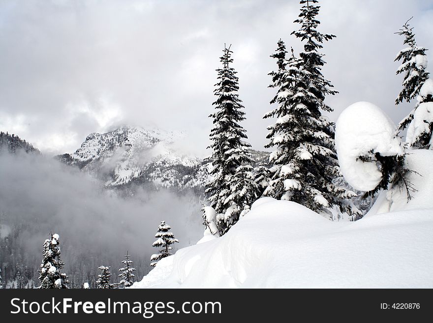 Snow covered evergreen trees high up in the Cascade Mountains. Snow covered evergreen trees high up in the Cascade Mountains.