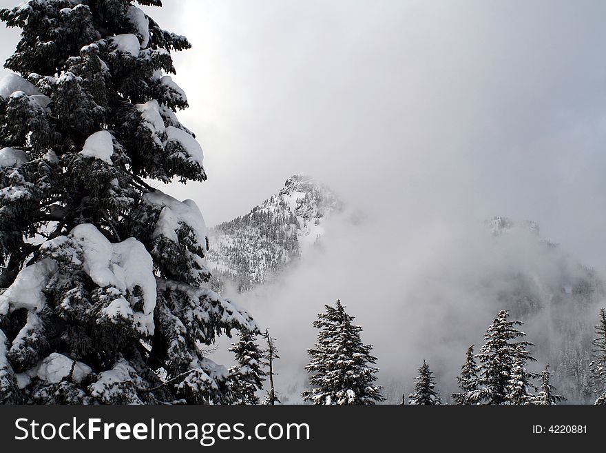 Snow covered evergreen trees high up in the Cascade Mountains. Snow covered evergreen trees high up in the Cascade Mountains.