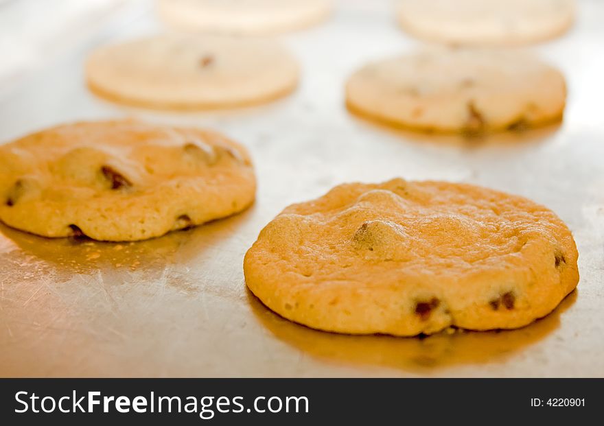 Homemade chocolate chip cookies on the cookie sheet right out of the oven. Homemade chocolate chip cookies on the cookie sheet right out of the oven.