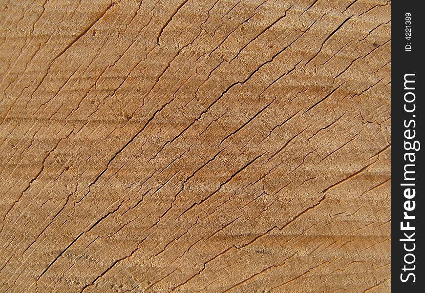Closeup photo of wooden age rings. Closeup photo of wooden age rings