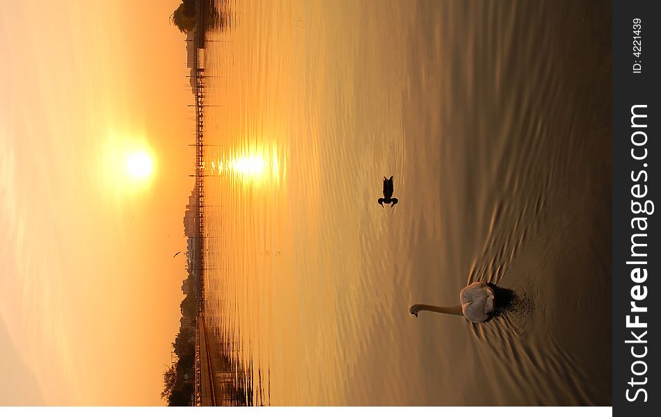 Swan and a duck in front of morning sunrise.