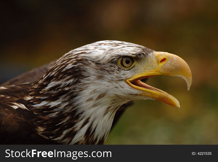 Bald Eagle