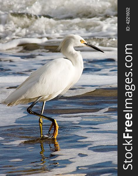 An Egret feeds along the shore. An Egret feeds along the shore