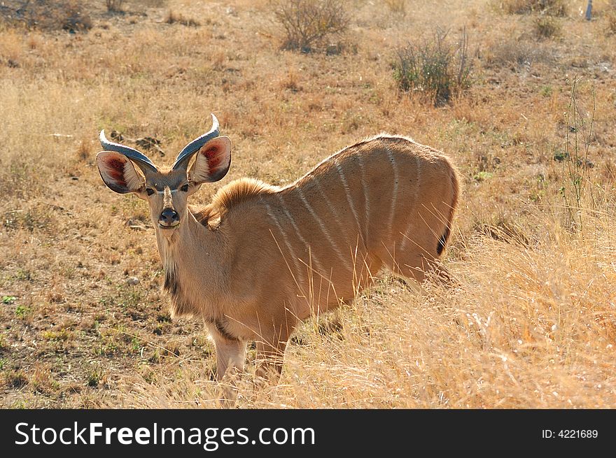 Kudu (Tragelaphus strepsiceros)