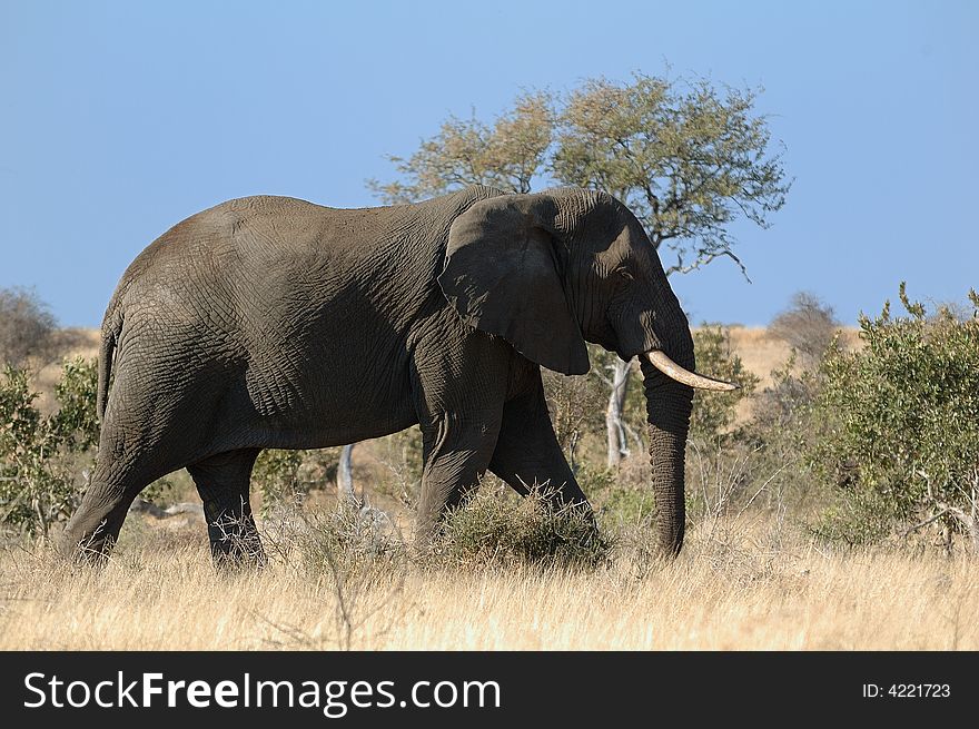 Big African Elephant in the savanna (South Africa). Big African Elephant in the savanna (South Africa)