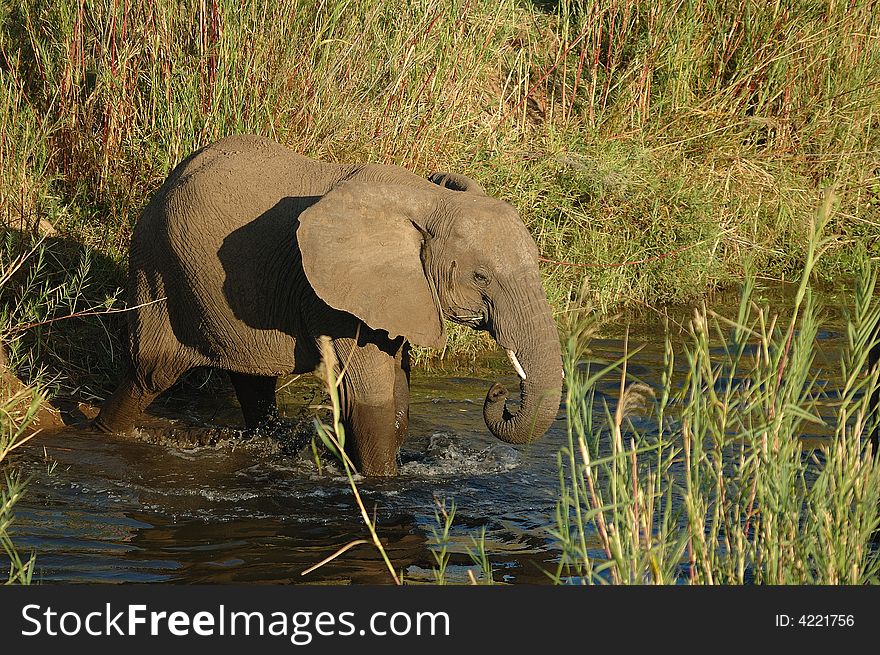 Young African Elephant wading through a small river (South Africa). Young African Elephant wading through a small river (South Africa)