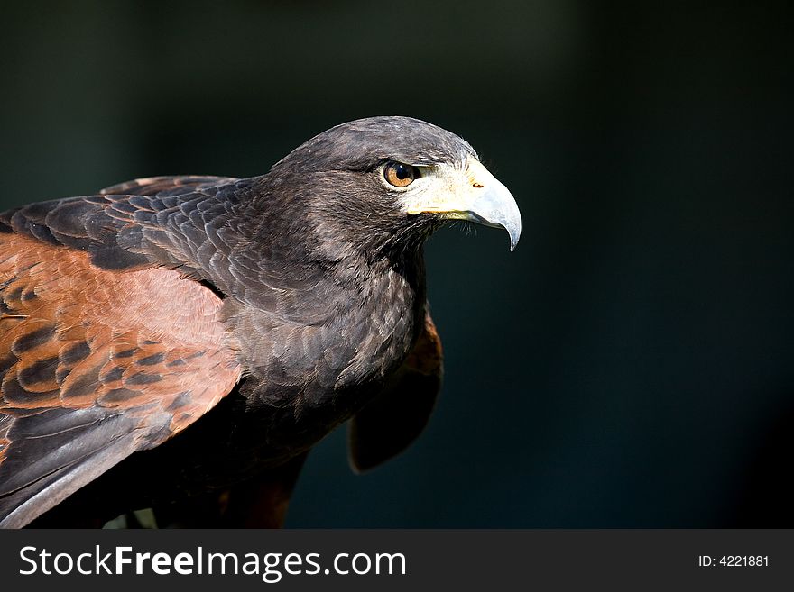 Adult Harris Hawk with Predatory Intense Stare. Adult Harris Hawk with Predatory Intense Stare