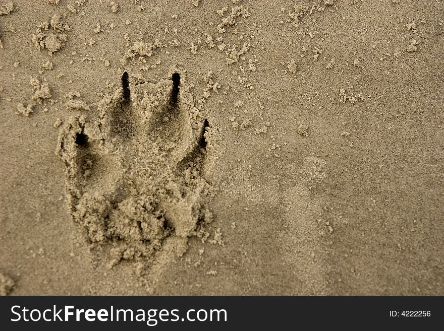 The track of a large dog imprinted in a sandy beach. The track of a large dog imprinted in a sandy beach
