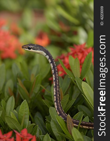 Small thin snake on blooming bush. Small thin snake on blooming bush.