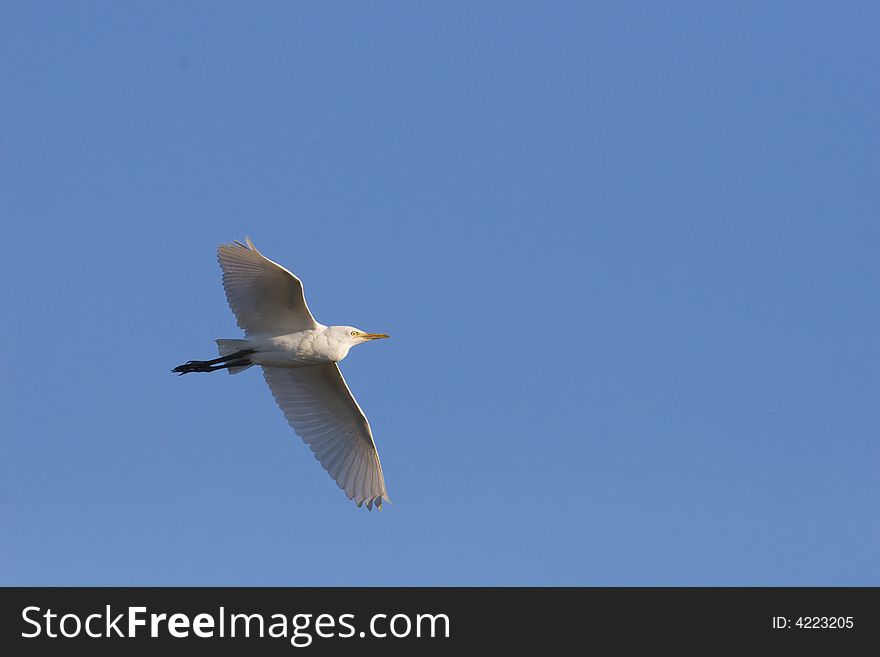 Cattle Egret