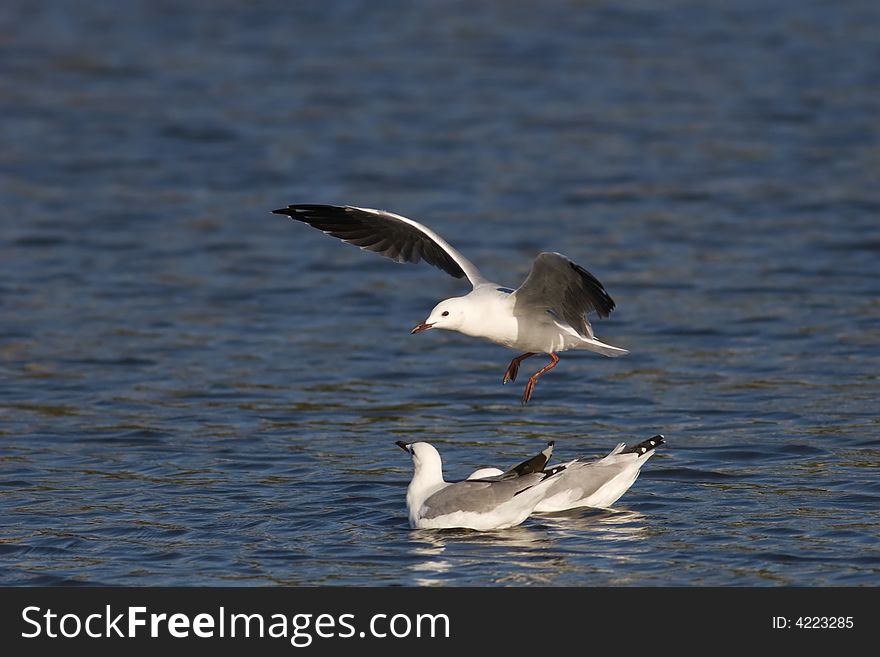 Seagulls floating on calm blue waters
