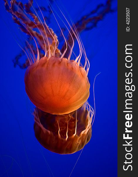 Sea nettle jellyfish in Monterey Bay Aquarium