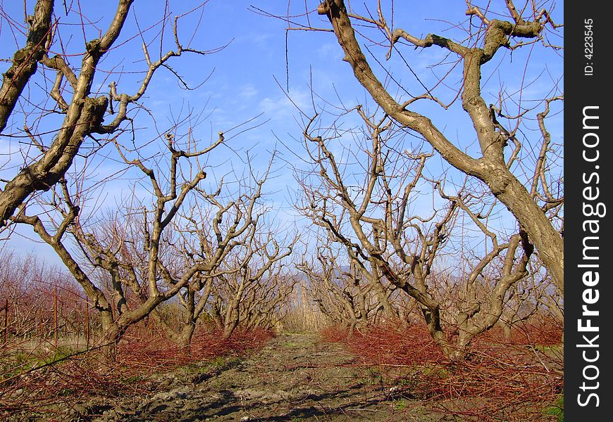 The peach trees in trim term