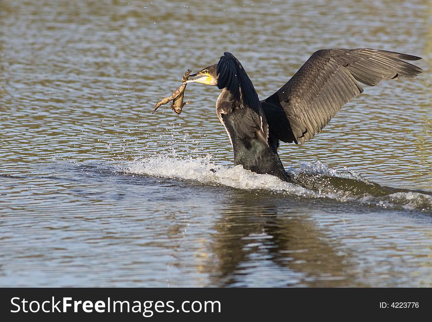 A whitebreasted cormorant with captured prey in it's beak. A whitebreasted cormorant with captured prey in it's beak