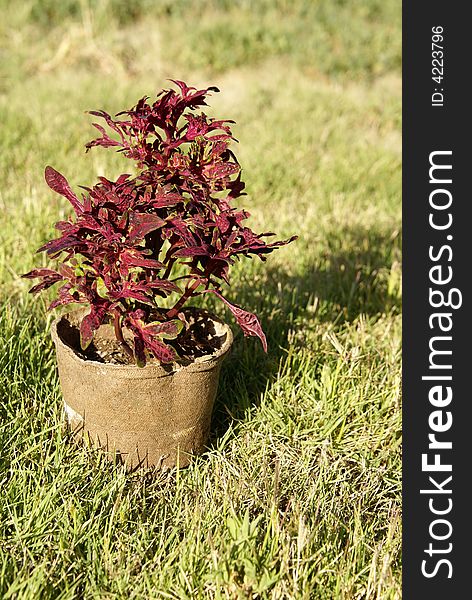 Sun Coleus plant in biodegradable flower pot.