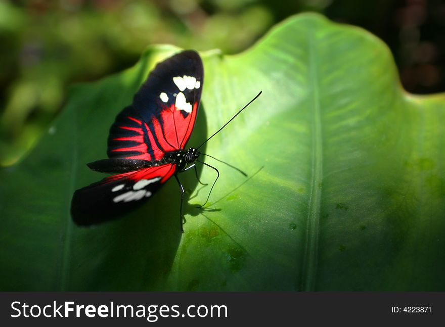 A beautiful red butterfly resting on a sunlit leaf. A beautiful red butterfly resting on a sunlit leaf.