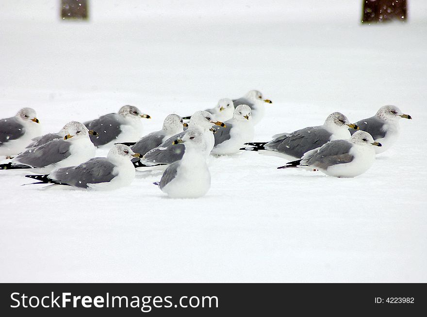 Seagulls talking a break in the snow. Seagulls talking a break in the snow