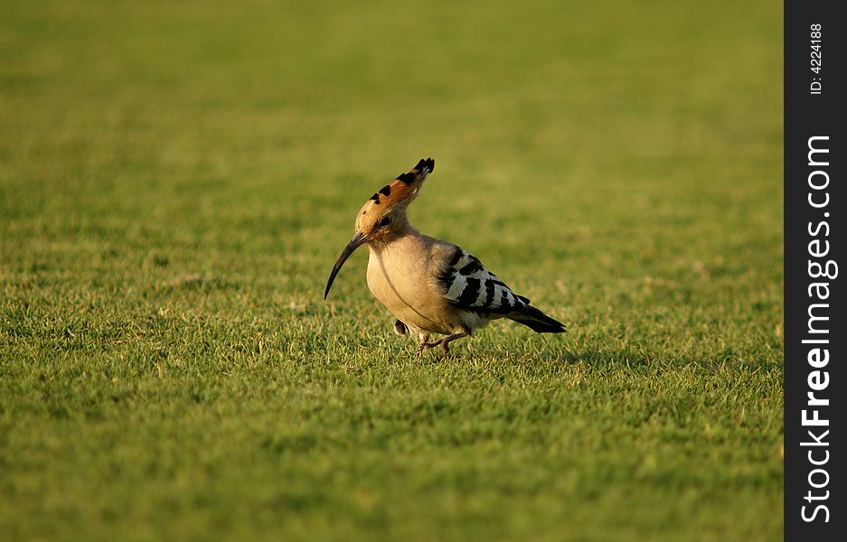 Hoopoe (Upupa epops) on the green grass field