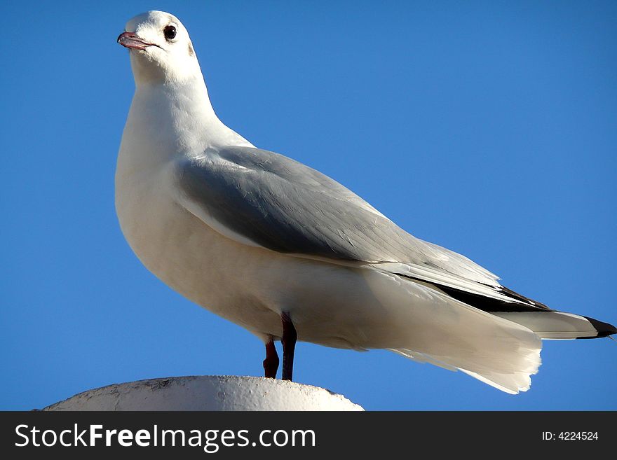 A seagull from the side facing left