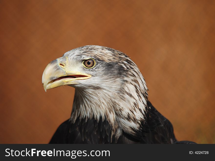 Bald Eagle close up, close detail on a very large bird of prey.